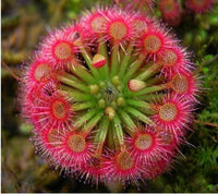 Meet Drosera Sp. The common name for this is Bonsai Sundew. Stargazer Exotics is proud to offer the freshest of rare plant seeds. Other Common names for this rare Carnivorous Plant are: Bonsai Sundew, Dewy Pine, Drosophyllum lusitanicum. Check this Bonsai Sundew (Drosera Sp.) out along with all of our other Carnivorous Plants seeds here at Stargazer Exotics. We ship these Carnivorous Plants seeds from Canada to anywhere in the World.
