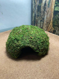 Hidin' In a Half Shell | reptile and terrarium supplies