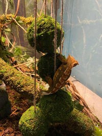 Dangle Ballz | reptile and terrarium supplies