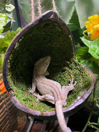 Mossy Swing | reptile and terrarium supplies