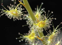 Meet Drosera gigantea. The common name for this is Giant Sundew. Stargazer Exotics is proud to offer the freshest of rare plant seeds. Other Common names for this rare Carnivorous Plant are: Giant Sundew, Sundew, Venus Flytrap, Carnivorous Plant, Insectivorous Plant. Check this Giant Sundew (Drosera gigantea) out along with all of our other Carnivorous Plants seeds here at Stargazer Exotics. We ship these Carnivorous Plants seeds from Canada to anywhere in the World.