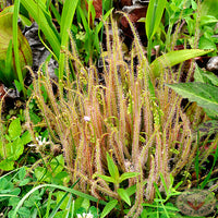 Meet Drosera filiformis. The common name for this is Thread Leaved Sundew. Stargazer Exotics is proud to offer the freshest of rare plant seeds. Other Common names for this rare Carnivorous Plant are: Cape sundew, dewy pine, sundew. Check this Thread Leaved Sundew (Drosera filiformis) out along with all of our other Carnivorous Plants seeds here at Stargazer Exotics. We ship these Carnivorous Plants seeds from Canada to anywhere in the World.
