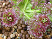 Meet Graptopetalum amethystinum. The common name for this is Lavender Pebbles. Stargazer Exotics is proud to offer the freshest of rare plant seeds.Other Common names for this rare Succulent are:Spoon-leaved Sundew, Dewy Pine, Dewy Pines, Dewy Butterwort. Check this Lavender Pebbles (Graptopetalum amethystinum) out along with all of our other Succulent plant seeds here at Stargazer Exotics. We ship these Succulent seeds from Canada to anywhere in the World.