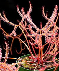 Meet Drosera binata. The common name for this is Staghorn Sundew. Stargazer Exotics is proud to offer the freshest of rare plant seeds. Other Common names for this rare Carnivorous Plant are: Drosera stenopetala, Cape Sundew, Staghorn Carnivorous Plant, Spoon-leaved Sundew. Check this Staghorn Sundew  (Drosera binata) out along with all of our other Carnivorous Plants seeds here at Stargazer Exotics. We ship these Carnivorous Plants seeds from Canada to anywhere in the World.
