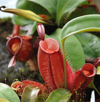 Meet Nepenthes ampullaria 'red'. The common name for this is Red Flask Pitcher Plant. Stargazer Exotics is proud to offer the freshest of rare plant seeds. Other Common names for this rare Carnivorous Plant are: Sarracenia rubra, Red Tube Sarracenia, Trumpet Pitcher Plant. Check this Red Flask Pitcher Plant (Nepenthes ampullaria 'red') out along with all of our other Carnivorous Plants seeds here at Stargazer Exotics. We ship these Carnivorous Plants seeds from Canada to anywhere in the World.
