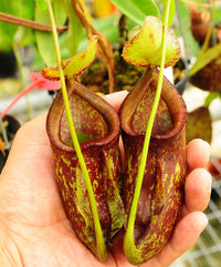 Meet Nepenthes rowanae. The common name for this is Mottled Pitcher Plant. Stargazer Exotics is proud to offer the freshest of rare plant seeds. Other Common names for this rare Carnivorous Plant are: Pitcher Plant, Sarracenia reticulata. Check this Mottled Pitcher Plant (Nepenthes rowanae) out along with all of our other Carnivorous Plants seeds here at Stargazer Exotics. We ship these Carnivorous Plants seeds from Canada to anywhere in the World.
