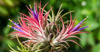 Meet Tillandsia ionantha. The common name for this is Vibrant Air Plant. Stargazer Exotics is proud to offer the freshest of rare plant seeds. Check this Vibrant Air Plant (Tillandsia ionantha) out along with all of our other Airplants plant seeds here at Stargazer Exotics. We ship these Airplants seeds from Canada to anywhere in the World.