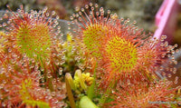 Meet Drosera rotundifolia. The common name for this is Round Leaved Sundew. Stargazer Exotics is proud to offer the freshest of rare plant seeds. Other Common names for this rare Carnivorous Plant are: Spoon-leaved sundew, Dwarf sundew. Check this Round Leaved Sundew (Drosera rotundifolia) out along with all of our other Carnivorous Plants seeds here at Stargazer Exotics. We ship these Carnivorous Plants seeds from Canada to anywhere in the World.
