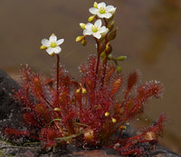 Meet Drosera intermedia. The common name for this is Spoonleaf Sundew. Stargazer Exotics is proud to offer the freshest of rare plant seeds. Other Common names for this rare Carnivorous Plant are: Drosera spatulata, Cape Sundew, Spoon-leaved Sundew, Dewy Pine. Check this Spoonleaf Sundew (Drosera intermedia) out along with all of our other Carnivorous Plants seeds here at Stargazer Exotics. We ship these Carnivorous Plants seeds from Canada to anywhere in the World.
