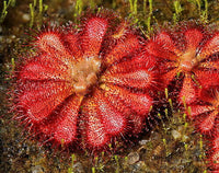 Meet Drosera spatulata 'Giant'. The common name for this is Giant Spatulata Sundew. Stargazer Exotics is proud to offer the freshest of rare plant seeds. Other Common names for this rare Carnivorous Plant are: Giant Spatulata Sundew, Spatulata Sundew, Spoonleaf Sundew, Lanceleaf Sundew. Check this Giant Spatulata Sundew (Drosera spatulata 'Giant') out along with all of our other Carnivorous Plants seeds here at Stargazer Exotics. We ship these Carnivorous Plants seeds from Canada to anywhere in the World.