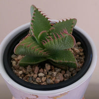 Meet Faucaria felina. The common name for this is Tiger Jaws. Stargazer Exotics is proud to offer the freshest of rare plant seeds. Other Common names for this rare Succulent are:Shark's jaw, goblin's fingers, tiger's tooth. Check this Tiger Jaws (Faucaria felina) out along with all of our other Succulent plant seeds here at Stargazer Exotics. We ship these Succulent seeds from Canada to anywhere in the World.
