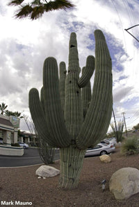 Meet Carneigiea gigantea. The common name for this is The Saguaro Cactus. Stargazer Exotics is proud to offer the freshest of rare plant seeds. Other Common names for this rare Cactus are:Giant Cactus, Carnegiea Gigantea, Arizona Cactus, Sahuaro. Check this The Saguaro Cactus (Carneigiea gigantea) out along with all of our other Cacti plant seeds here at Stargazer Exotics. We ship these Cactus seeds from Canada to anywhere in the World.
