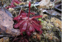 Meet Drosera tomentosa. The common name for this is Montana Sundew. Stargazer Exotics is proud to offer the freshest of rare plant seeds. Other Common names for this rare Carnivorous Plant are:Montana Sundew - Woolly Sundew, Cape Sundew. Check this Montana Sundew (Drosera tomentosa) out along with all of our other Carnivorous Plants seeds here at Stargazer Exotics. We ship these Carnivorous Plants seeds from Canada to anywhere in the World.
