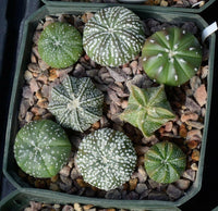 Meet Astrophytum Mix. The common name for this is Star Cactus. Stargazer Exotics is proud to offer the freshest of rare plant seeds. Other Common names for this rare Cactus are: Sea Urchin Cactus, Starfish Cactus, Mammillaria Elongata, Pin Cushion Cactus. Check this Star Cactus  (Astrophytum Mix) out along with all of our other Cacti plant seeds here at Stargazer Exotics. We ship these Cactus seeds from Canada to anywhere in the World.
