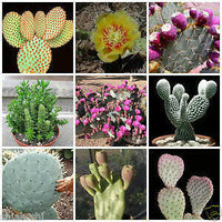 Meet Opuntia Mix. The common name for this is Prickly Pear Cactus Mix. Stargazer Exotics is proud to offer the freshest of rare plant seeds. Other Common names for this rare Cactus are: Prickly pear cactus, Opuntia mix. Check this Prickly Pear Cactus Mix (Opuntia Mix) out along with all of our other Cacti plant seeds here at Stargazer Exotics. We ship these Cactus seeds from Canada to anywhere in the World.
