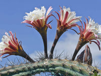 Meet Cereus aethiops. The common name for this is Mendory Cactus. Stargazer Exotics is proud to offer the freshest of rare plant seeds. Other Common names for this rare Cactus are: Peruvian Apple Cactus, Hedge Cactus, Night-blooming Cereus. Check this Mendory Cactus (Cereus aethiops) out along with all of our other Cacti plant seeds here at Stargazer Exotics. We ship these Cactus seeds from Canada to anywhere in the World.
