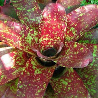 Meet Neoregelia Sp. Justin Song. The common name for this is Justin's Song Bromeliad. Stargazer Exotics is proud to offer the freshest of rare plant seeds. Other Common names for this rare Bromeliad are:Vriesea Hieroglyphica, Painted Feather. Check this Justin's Song Bromeliad (Neoregelia Sp. Justin Song) out along with all of our other Bromeliads plant seeds here at Stargazer Exotics. We ship these Bromeliads seeds from Canada to anywhere in the World.
