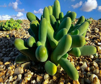 Meet Dactylopsis digitata. The common name for this is Living Fingers. Stargazer Exotics is proud to offer the freshest of rare plant seeds.Other Common names for this rare Succulent are: Green Fingers, Tropical Fingers, Finger Plant, Skinny Cactus. Check this Living Fingers (Dactylopsis digitata) out along with all of our other Succulent plant seeds here at Stargazer Exotics. We ship these Succulent seeds from Canada to anywhere in the World.
