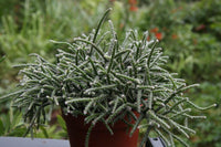 Meet Rhipsalis pilocarpa. The common name for this is Hanging Cactus. Stargazer Exotics is proud to offer the freshest of rare plant seeds. Other Common names for this rare Cacusi are: Fishbone Cactus, Zig Zag Cactus, Ric Rac Cactus, Epiphyllum anguliger. Check this Hanging Cactus (Rhipsalis pilocarpa) out along with all of our other Cacti plant seeds here at Stargazer Exotics. We ship these Cactus sees from Canada to anywhere in the World.