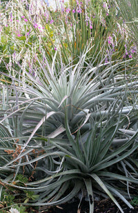 Meet Cleistocactus candelilla. The common name for this is Closed Cactus. Stargazer Exotics is proud to offer the freshest of rare plant seeds. Other Common names for this rare Cacti are: Pitcairnia flammea, Fireball Bromeliad, Puya raimondii. Check this Closed Cactus (Cleistocactus candelilla) out along with all of our other Cacti plant seeds here at Stargazer Exotics. We ship these Cacti seeds from Canada to anywhere in the World.
