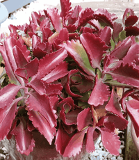 Meet Kalanchoe sexangularis. The common name for this is Bushveld Kalanchoe. Stargazer Exotics is proud to offer the freshest of rare plant seeds. Other Common names for this rare Succulent are: Flaming Katy, Mother of Thousands, Bryophyllum delagoense. Check this Bushveld Kalanchoe (Kalanchoe sexangularis) out along with all of our other Succulent plant seeds here at Stargazer Exotics. We ship these Succulent seeds from Canada to anywhere in the World.