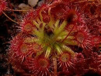 Meet Drosera nitidula. The common name for this is Pygmy Sundew. Stargazer Exotics is proud to offer the freshest of rare plant seeds. Other Common names for this rare Carnivorous Plant are: Drosera pygmaea, Dwarf Sundew. Check this Pygmy Sundew (Drosera nitidula) out along with all of our other Carnivorous Plants seeds here at Stargazer Exotics. We ship these Carnivorous Plants seeds from Canada to anywhere in the World.
