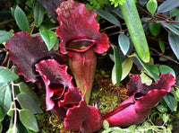 Meet Sarracenia purpurea 'Venosa'. The common name for this is Purple Trumpet Plant 'Red Form'. Stargazer Exotics is proud to offer the freshest of rare plant seeds. Other Common names for this rare Carnivorous Plant are: Allamanda, Red Trumpet Vine. Check this Purple Trumpet Plant 'Red Form' (Sarracenia purpurea 'Venosa') out along with all of our other Carnivorous Plants seeds here at Stargazer Exotics. We ship these Carnivorous Plants seeds from Canada to anywhere in the World.
