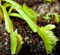 Meet Dionaea muscipula. The common name for this is Kinky Wave Venus Fly Trap. Stargazer Exotics is proud to offer the freshest of rare plant seeds. Other Common names for this rare Carnivorous Plant are: Dionaea Muscipula, Flytrap, Watercup. Check this Kinky Wave Venus Fly Trap (Dionaea muscipula) out along with all of our other Carnivorous Plants seeds here at Stargazer Exotics. We ship these Carnivorous Plants seeds from Canada to anywhere in the World.