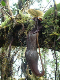 Meet Nepenthes izumiae. The common name for this is Midnight Black Pitcher Plant. Stargazer Exotics is proud to offer the freshest of rare plant seeds. Other Common names for this rare Carnivorous Plant are: Izumi Pitcher Plant, Mountain Pitcher Plant. Check this Midnight Black Pitcher Plant (Nepenthes izumiae) out along with all of our other Carnivorous Plants seeds here at Stargazer Exotics. We ship these Carnivorous Plants seeds from Canada to anywhere in the World.
