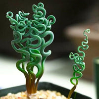 Meet Undescribed Trachyandra/ Albuca Sp. The common name for this is Contortion Succulent. Stargazer Exotics is proud to offer the freshest of rare plant seeds. Check this Contortion Succulent (Undescribed Trachyandra/ Albuca Sp.) out along with all of our other Succulent plant seeds here at Stargazer Exotics. We ship these Succulent seeds from Canada to anywhere in the World.
