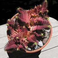 Meet Atriplex hortensis. The common name for this is Red Pagoda Stargazer Exotics is proud to offer the freshest of rare plant seeds. Check this Red Pagoda (Atriplex hortensis) out along with all of our other Succulent plant seeds here at Stargazer Exotics. We ship these Succulent seeds from Canada to anywhere in the World.
