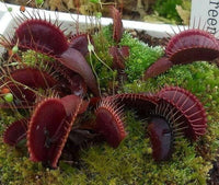 Meet Dionaea muscipula. The common name for this is Venus Fly Trap 'Super Red'. Stargazer Exotics is proud to offer the freshest of rare plant seeds. Other Common names for this rare Carnivorous Plant are: Dionaea Muscipula, Flytrap, Watercup. Check this Venus Fly Trap 'Super Red' (Dionaea muscipula) out along with all of our other Carnivorous Plants seeds here at Stargazer Exotics. We ship these Carnivorous Plants seeds from Canada to anywhere in the World.
