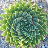 Meet Aloe polyphylla. The common name for this is Spiral Aloe. Stargazer Exotics is proud to offer the freshest of rare plant seeds. Other Common names for this rare Succulent are:Corkscrew Aloe, Spiral-leaved Aloe, Polyphylla Aloe, Helix Aloe. Check this Spiral Aloe (Aloe polyphylla) out along with all of our other Succulent plant seeds here at Stargazer Exotics. We ship these Succulent seeds from Canada to anywhere in the World.
