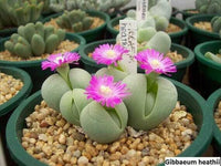 Meet Gibbaeum heathii. The common name for this is Baby Bums. Stargazer Exotics is proud to offer the freshest of rare plant seeds. Other Common names for this rare Succulent  are: Baby Bums, Baby's Toes, Cushion Aloe. Check this Baby Bums (Gibbaeum heathii) out along with all of our other Succulents plant seeds here at Stargazer Exotics. We ship these Succulents seeds from Canada to anywhere in the World.