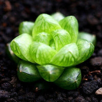 Cathedral Window Haworthia