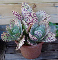 Meet Kalanchoe marmorata. The common name for this is Penwiper Plant. Stargazer Exotics is proud to offer the freshest of rare plant seeds. Other Common names for this rare Succulent are:Painted Netleaf, Texas Beargrass, Netleaf False Yucca, Netleaf Agave. Check this Penwiper Plant (Kalanchoe marmorata) out along with all of our other Succulent plant seeds here at Stargazer Exotics. We ship these Succulent seeds from Canada to anywhere in the World.
