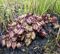 Meet Cephalotus follicularis. The common name for this is Albany Pitcher Plant. Stargazer Exotics is proud to offer the freshest of rare plant seeds. Check this Albany Pitcher Plant (Cephalotus follicularis) out along with all of our other Carnivorous plant seeds here at Stargazer Exotics. We ship these Carnivorous Plants seeds from Canada to anywhere in the World.