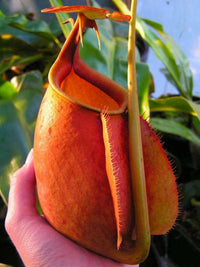 Meet Nepenthes bicalcarata. The common name for this is Fanged Pitcher Plant. Stargazer Exotics is proud to offer the freshest of rare plant seeds. Other Common names for this rare Carnivorous Plant are: Nepenthes bicalcarata (also known as Borneo Fanged Pitcher Plant). Check this Fanged Pitcher Plant (Nepenthes bicalcarata) out along with all of our other Carnivorous Plants seeds here at Stargazer Exotics. We ship these Carnivorous Plants seeds from Canada to anywhere in the World.
