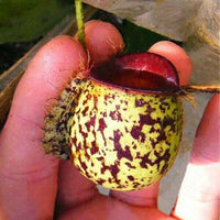 Speckled Hot Lips Pitcher Plant