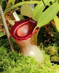 Meet Nepenthes ventricosa. The common name for this is Ventricosa Pitcher Plant. Stargazer Exotics is proud to offer the freshest of rare plant seeds. Other Common names for this rare Carnivorous Plant are: Tropical Pitcher Plant, Monkey Cup, Nepenthes. Check this Ventricosa Pitcher Plant (Nepenthes ventricosa) out along with all of our other Carnivorous Plants seeds here at Stargazer Exotics. We ship these Carnivorous Plants seeds from Canada to anywhere in the World.
