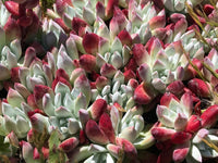 Meet Dudleya farinosa. The common name for this is Bluff Lettuce ( Powdery LiveForever). Stargazer Exotics is proud to offer the freshest of rare plant seeds. Other Common names for this rare Succulent are: Ghost Plant, Dudleya pulverulenta. Check this  Bluff Lettuce (Powdery LiveForever) (Dudleya farinosa) out along with all of our other Succulent plant seeds here at Stargazer Exotics. We ship these Succulent seeds from Canada to anywhere in the World.
