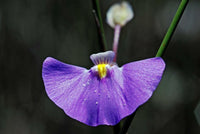 Meet Utricularia volubilis. The common name for this is Twining Bladderwort. Stargazer Exotics is proud to offer the freshest of rare plant seeds. Other Common names for this rare Carnivorous Plant are: Utricularia uliginosa, twining bladderwort, humped bladderwort. Check this Twining Bladderwort (Utricularia volubilis) out along with all of our other Carnivorous Plants seeds here at Stargazer Exotics. We ship these Carnivorous Plants seeds from Canada to anywhere in the World.
