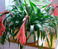 Meet Billbergia decora. The common name for this is Queen's Tears Bromeliad. Stargazer Exotics is proud to offer the freshest of rare plant seeds. Other Common names for this rare Bromeliad are: Billbergia nutans, Queen's Tears. Check this Queen's Tears Bromeliad (Billbergia decora) out along with all of our other Bromeliads plant seeds here at Stargazer Exotics. We ship these Bromeliads seeds from Canada to anywhere in the World.
