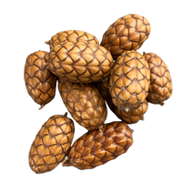 Dragon Egg Pods (Uxi Pods) | reptile and terrarium supplies