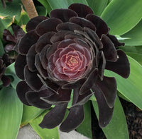 Meet Aeonium arboreum ‘Zwartkop’. The common name for this is Black Rose Succulent . Stargazer Exotics is proud to offer the freshest of rare plant seeds. Other Common names for this rare Succulent are: Black Rose Succulent, Black Prince, Black Knight.. Check this Black Rose Succulent (Aeonium arboreum ‘Zwartkop’) out along with all of our other Succulents plant seeds here at Stargazer Exotics. We ship these Succulents seeds from Canada to anywhere in the World.