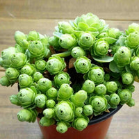 Meet Greenovia dodrantalis. The common name for this is Mountain Rose. Stargazer Exotics is proud to offer the freshest of rare plant seeds. Other Common names for this rare Succulent are: Mountain Rose - Greenovia dodrantalis.  Check this Mountain Rose (Greenovia dodrantalis) out along with all of our other Succulent plant seeds here at Stargazer Exotics. We ship these Succulent seeds from Canada to anywhere in the World.
