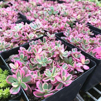 Sunsparkler Sedum "Dream Dazzler"