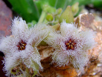 Meet Stapelia glandulifora. The common name for this is Grandular Star Flower. Stargazer Exotics is proud to offer the freshest of rare plant seeds. Other Common names for this rare Cacti are: African Star Flower, Nine Star Perennial, Cape Star, Ornithogalum dubium. Check this Grandular Star Flower (Stapelia glandulifora) out along with all of our other Cacti plant seeds here at Stargazer Exotics. We ship these Cacti seeds from Canada to anywhere in the World.