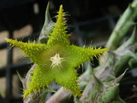 Meet Orbea dummeri. The common name for this is Dummer Star Flower. Stargazer Exotics is proud to offer the freshest of rare plant seeds. Other Common names for this rare Cacti are: Dummer's Star, Star of Bethlehem, Ornithogalum Dubium. Check this Dummer Star Flower (Orbea dummeri) out along with all of our other Cacti plant seeds here at Stargazer Exotics. We ship these Cacti seeds from Canada to anywhere in the World.
