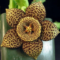 Meet Orbea variegata. The common name for this is Toad Star Flower. Stargazer Exotics is proud to offer the freshest of rare plant seeds. Other Common names for this rare Cactus are: Star of Bethlehem, wonder flower, Nap-at-vig. Check this Toad Star Flower Cactus (Orbea variegata) out along with all of our other Cacti plant seeds here at Stargazer Exotics. We ship these Cactus seeds from Canada to anywhere in the World.
